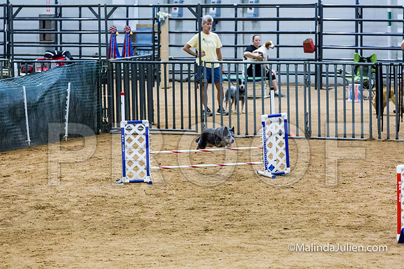 Agility STD Exc Sun 16 Australian Cattle Dog Scully-JJJ_6447-HR3