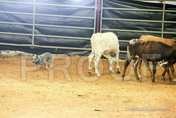 ACD #502C Thurs Herding Adv Shadow Larry-JJJ_5075-HR3