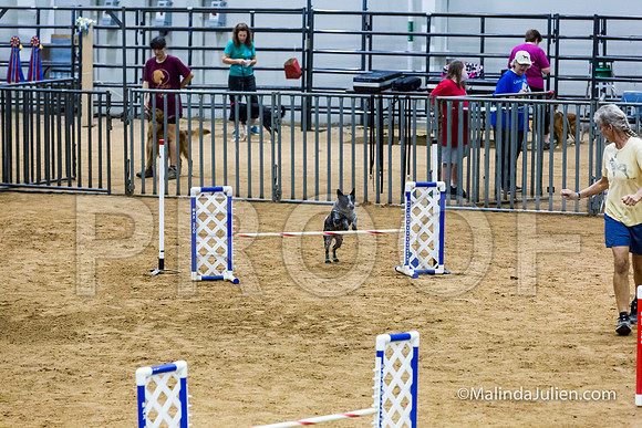 Agility STD Sun 16 Prem Australian Cattle Dog Allie-JJJ_8674-HR3