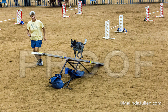 Agility STD Sun 16 Prem Australian Cattle Dog Allie-JJJ_8679-HR3