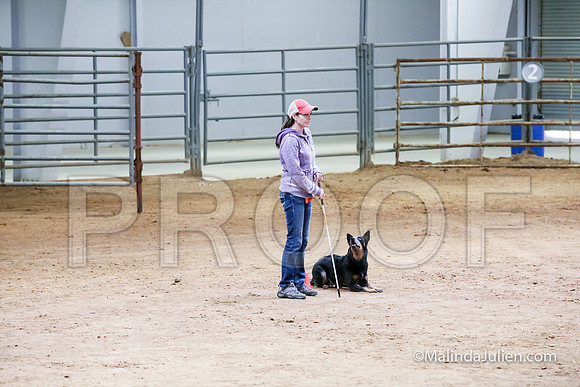ACD #503C Thurs Herding Adv Wicked Dawn-JJJ_5114-HR3