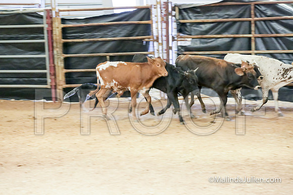 ACD #503C Thurs Herding Adv Wicked Dawn-JJJ_5132-HR3