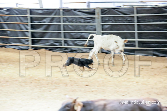 ACD #503C Thurs Herding Adv Wicked Dawn-JJJ_5134-HR3