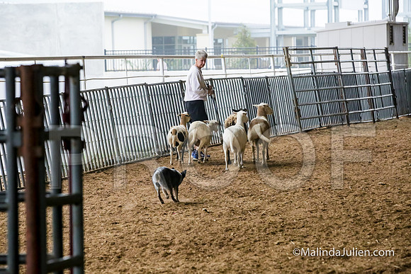 Herding PT Fri #202s Scully Ellen Judge Sheryl McDonald-JJJ_5763-HR3