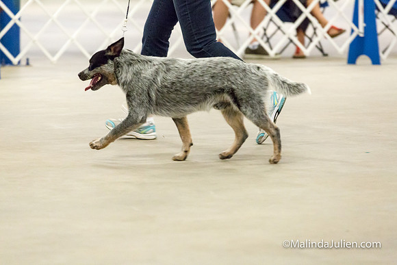 6-9 Mo Puppy Dogs Mon-JJJ_0535-HR3