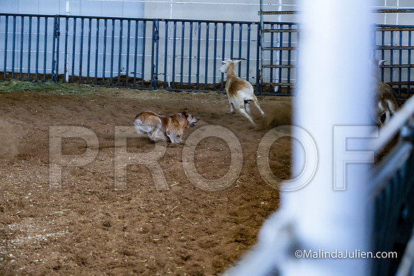 Herding PT Fri #204s Hope Angelia Judge Sheryl McDonald-JJJ_5807-HR3