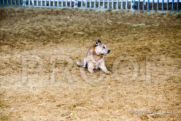 Herding PT Fri #205s Wham Angelia Judge Sheryl McDonald-JJJ_5547-HR3
