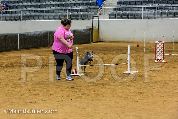 Agility JWW Nov 12 Sat Australian Cattle Dog James-JJJ_3202-ACDCA2018-HR3