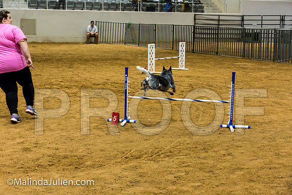 Agility JWW Nov 16 Sat Australian Cattle Dog Stella-JJJ_3317-ACDCA2018-HR3