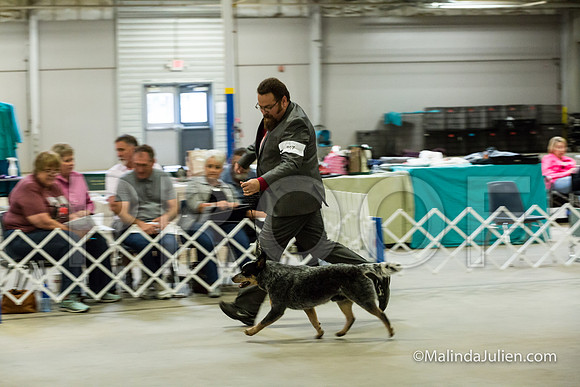 BOB Dogs Cut Wed-JJJ_2441-HR3