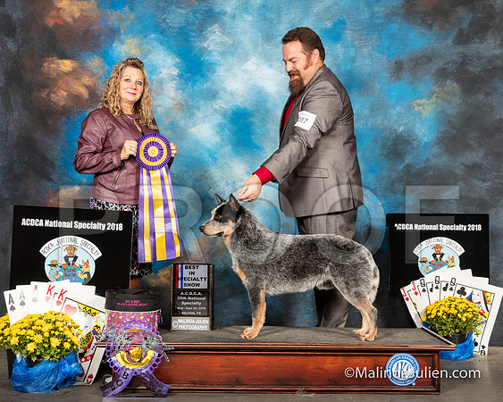 ACD #917 Wed BISS Thomas Vinson Sherri Swanton Vinson Judge Sherry McLennan-SSR_2479e1-HR3