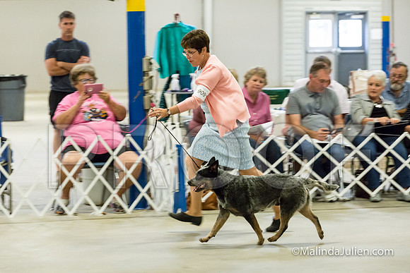 BOB Dogs Cut Wed-JJJ_2432-HR3