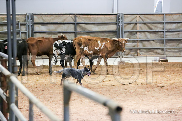 Herding Thur #306C Course A Cattle Trusty Brooks Ludwig-JJJ_4158-HR3