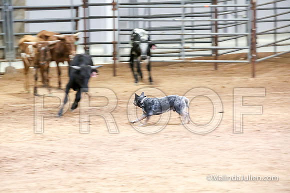 Herding Thur #306C Course A Cattle Trusty Brooks Ludwig-JJJ_4159-HR3