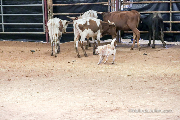 ACD #407C Thurs Herding Int Kuper Diane-JJJ_4957-HR3
