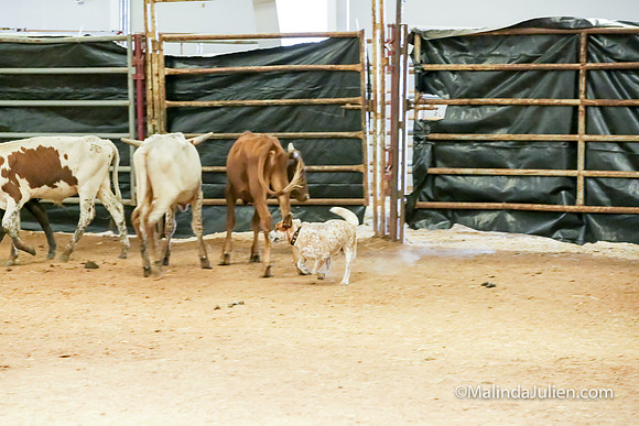 ACD #407C Thurs Herding Int Kuper Diane-JJJ_4974-HR3