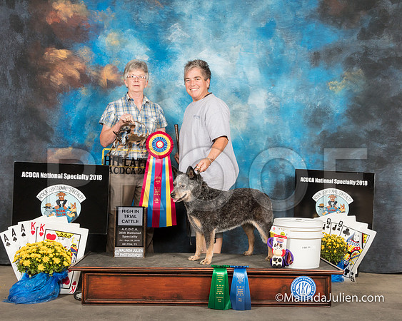 ACD #304 Fri Herding HIT Cattle Envy Angelia Jennings-SSR_2644-HR3
