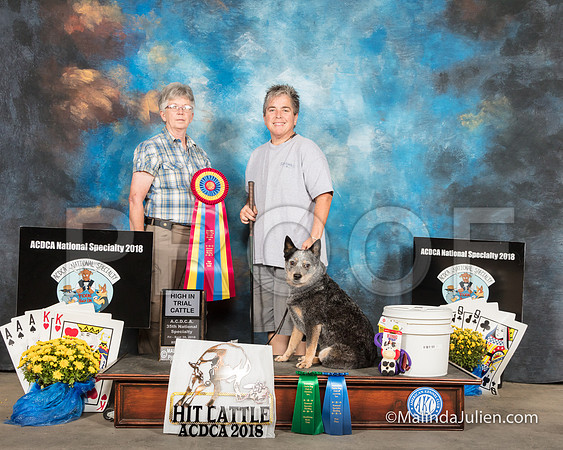ACD #304 Fri Herding HIT Cattle Envy Angelia Jennings-SSR_2640-HR3