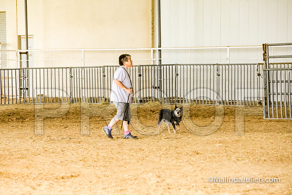 Herding Fri Sheep Started #311s Envy Angelia Judge Sheryl McDonald-JJJ_5869-HR3
