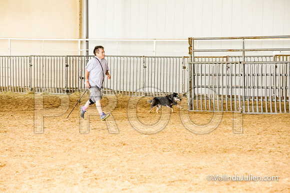 Herding Fri Sheep Started #311s Envy Angelia Judge Sheryl McDonald-JJJ_5879-HR3