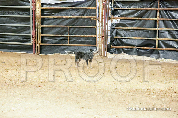 Herding Thur #304C Course A Cattle Envy Angelia-JJJ_4059-HR3