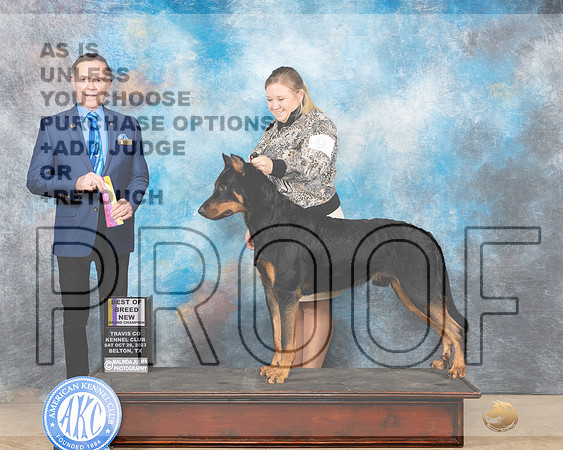 Beauceron # BOBGCH Bell Co KC Sat 10302023Judge Carl Liepman-_JP_9992e-CCKC2023_HR3