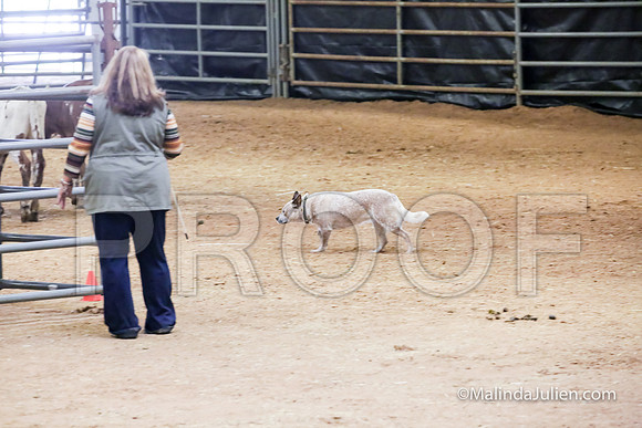 Herding Thur #309C Course A Cattle Katniss Debra-JJJ_4398-HR3