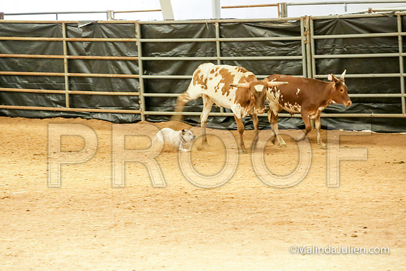 Herding Thur #309C Course A Cattle Katniss Debra-JJJ_4401-HR3