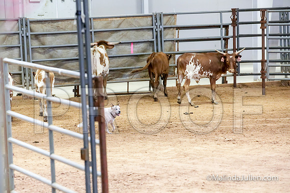Herding Thur #309C Course A Cattle Katniss Debra-JJJ_4414-HR3