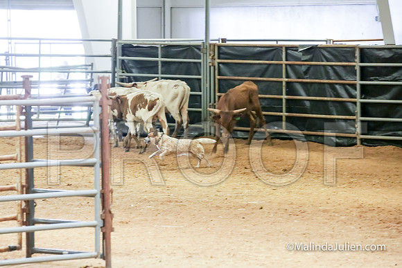 ACD #407C Thurs Herding Int Kuper Diane-JJJ_4965-HR3