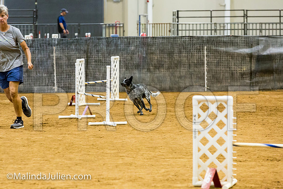 Agility JWW Exc 16 Sat Australian Cattle Dog Allie-JJJ_0654-ACDCA2018-HR3