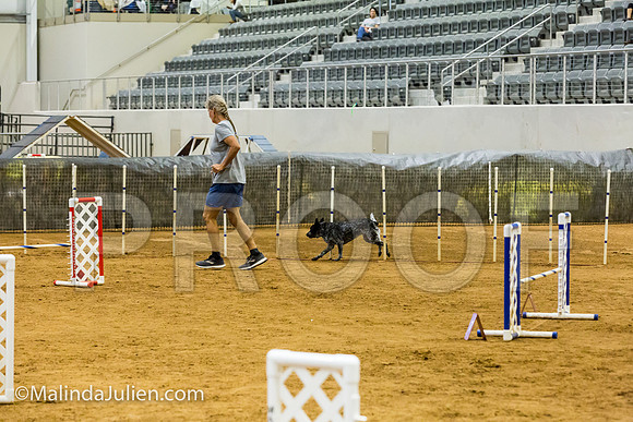 Agility JWW Exc 16 Sat Australian Cattle Dog Allie-JJJ_0668-ACDCA2018-HR3
