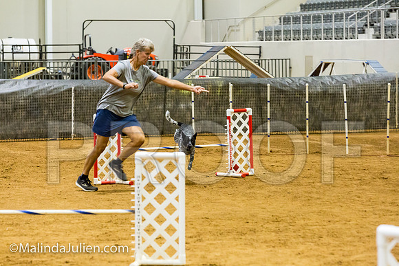 Agility JWW Exc 16 Sat Australian Cattle Dog Allie-JJJ_0672-ACDCA2018-HR3