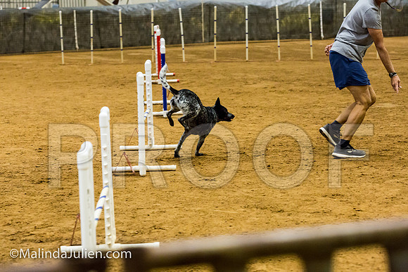 Agility JWW Prem 16 Sat Australian Cattle Dog Allie-JJJ_9038-ACDCA2018-HR3