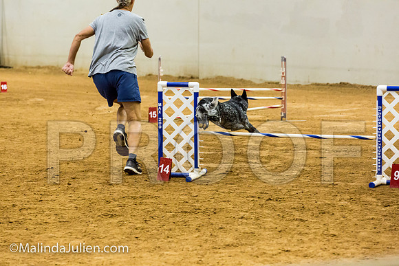 Agility JWW Prem 16 Sat Australian Cattle Dog Allie-JJJ_9039-ACDCA2018-HR3