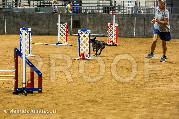 Agility JWW Prem 16 Sat Australian Cattle Dog Allie-JJJ_9046-ACDCA2018-HR3