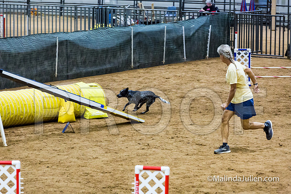 Agility STD Exc Sun 16 Australian Cattle Dog Allie-JJJ_6763-HR3