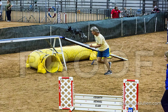 Agility STD Exc Sun 16 Australian Cattle Dog Allie-JJJ_6766-HR3