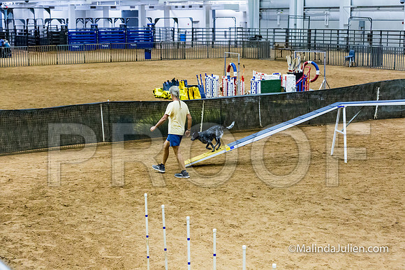 Agility STD Sun 16 Prem Australian Cattle Dog Allie-JJJ_8692-HR3