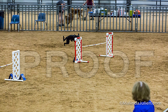 Agility STD Sun 20 Prem All American Dog Allie 2-JJJ_8747-HR3
