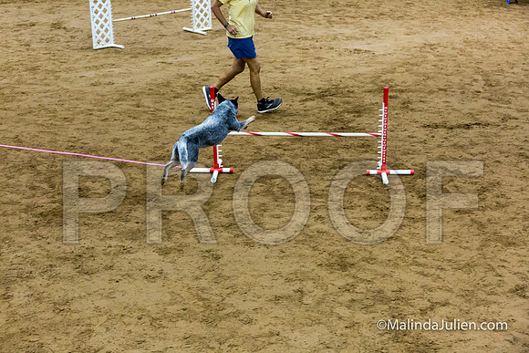 Agility FAST 16 Sun Australian Cattle Dog Scully-JJJ_4289-HR3
