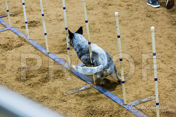 Agility FAST 16 Sun Australian Cattle Dog Scully-JJJ_4293-HR3