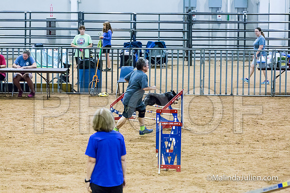 Agility STD Exc Sun 16 Australian Cattle Dog Scully-JJJ_6453-HR3