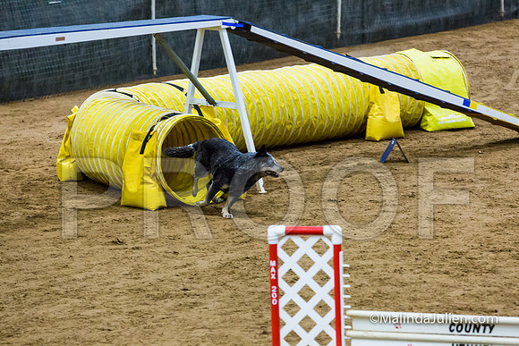 Agility STD Exc Sun 16 Australian Cattle Dog Scully-JJJ_6458-HR3