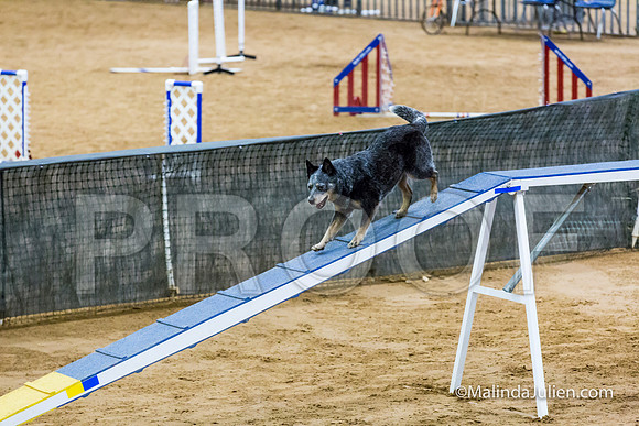 Agility STD Exc Sun 16 Australian Cattle Dog Scully-JJJ_6462-HR3
