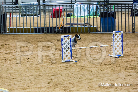 Agility FAST 16 Sun Australian Cattle Dog Scully-JJJ_4274-HR3