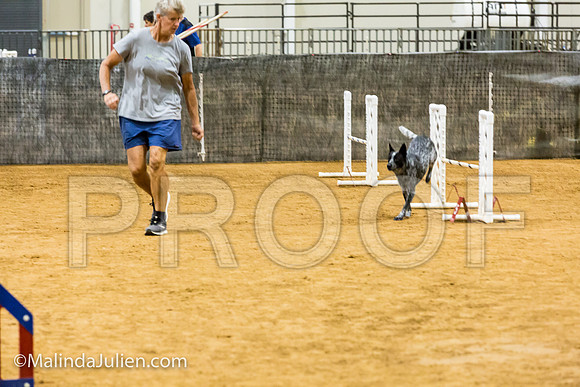 Agility JWW Prem 16 Sat Australian Cattle Dog Allie-JJJ_9020-ACDCA2018-HR3