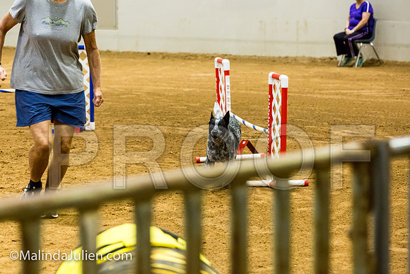 Agility JWW Prem 16 Sat Australian Cattle Dog Allie-JJJ_9034-ACDCA2018-HR3