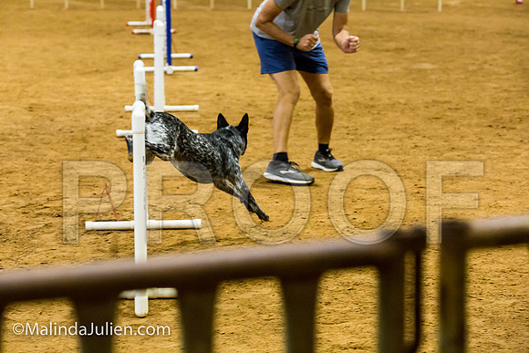 Agility JWW Prem 16 Sat Australian Cattle Dog Allie-JJJ_9036-ACDCA2018-HR3