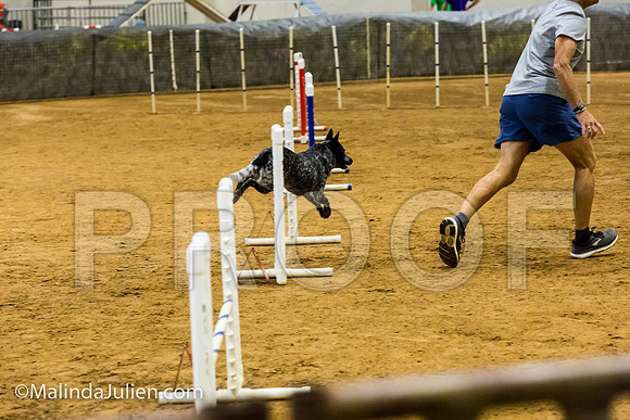 Agility JWW Prem 16 Sat Australian Cattle Dog Allie-JJJ_9037-ACDCA2018-HR3